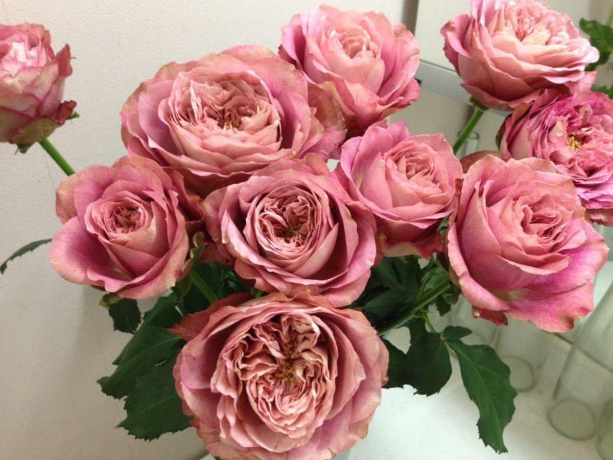 レア 入手難しい 切り花品種 薔薇苗 (複色)